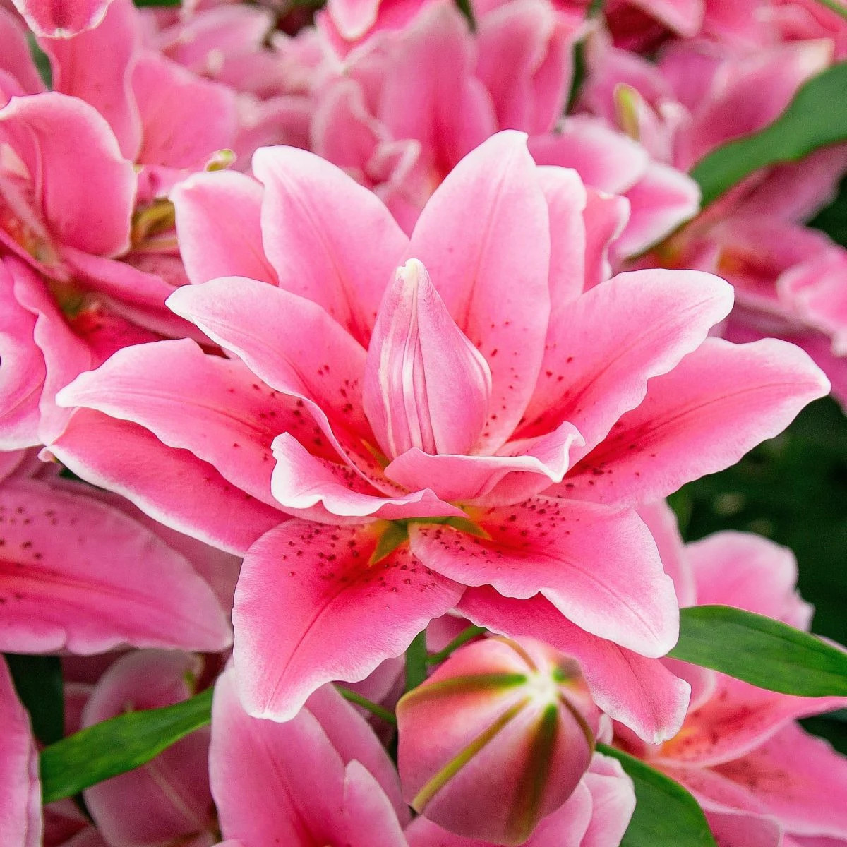 Ľalia Lila Cloud - Lilium - cibuľa ľalií - 1 ks
