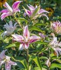Ľalia Sweet Rosy - Lilium - cibuľa ľalií - 1 ks