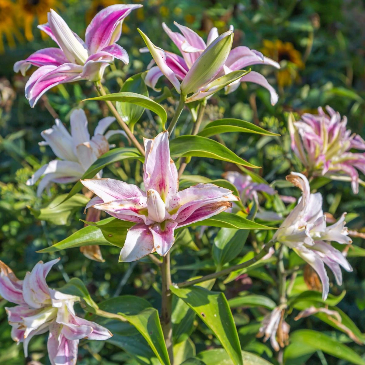 Ľalia Sweet Rosy - Lilium - cibuľa ľalií - 1 ks