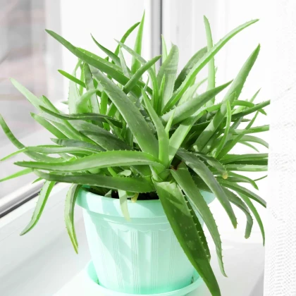 Aloe vera - Barbadensis miller - osivo aloe - 6 ks