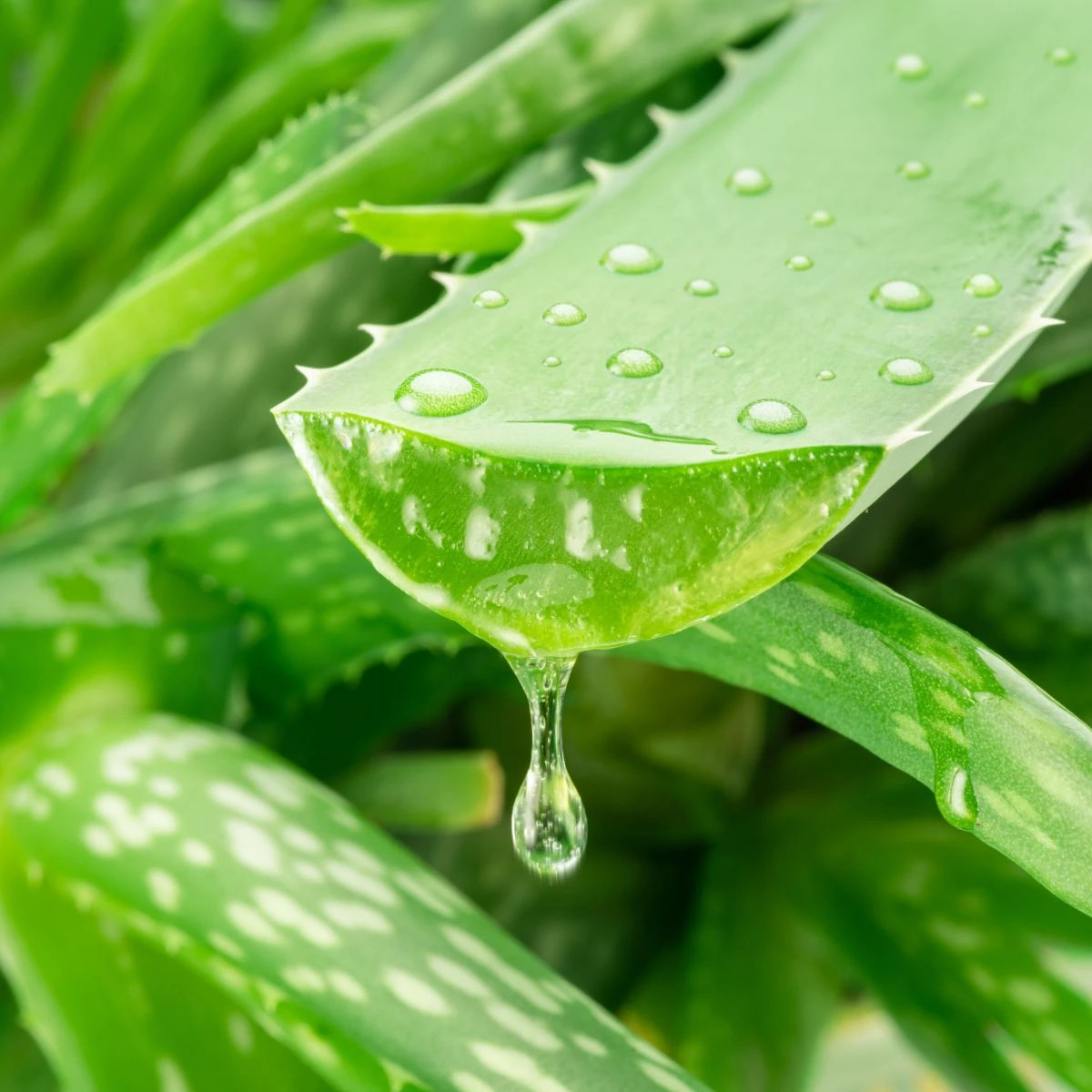Aloe vera - Barbadensis miller - osivo aloe - 6 ks