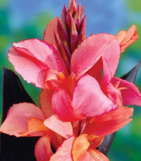 Kana Champion - Canna - hľuzy kany - 1 ks