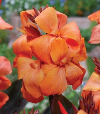 Kana Durban - Canna - hľuzy kany - 1 ks