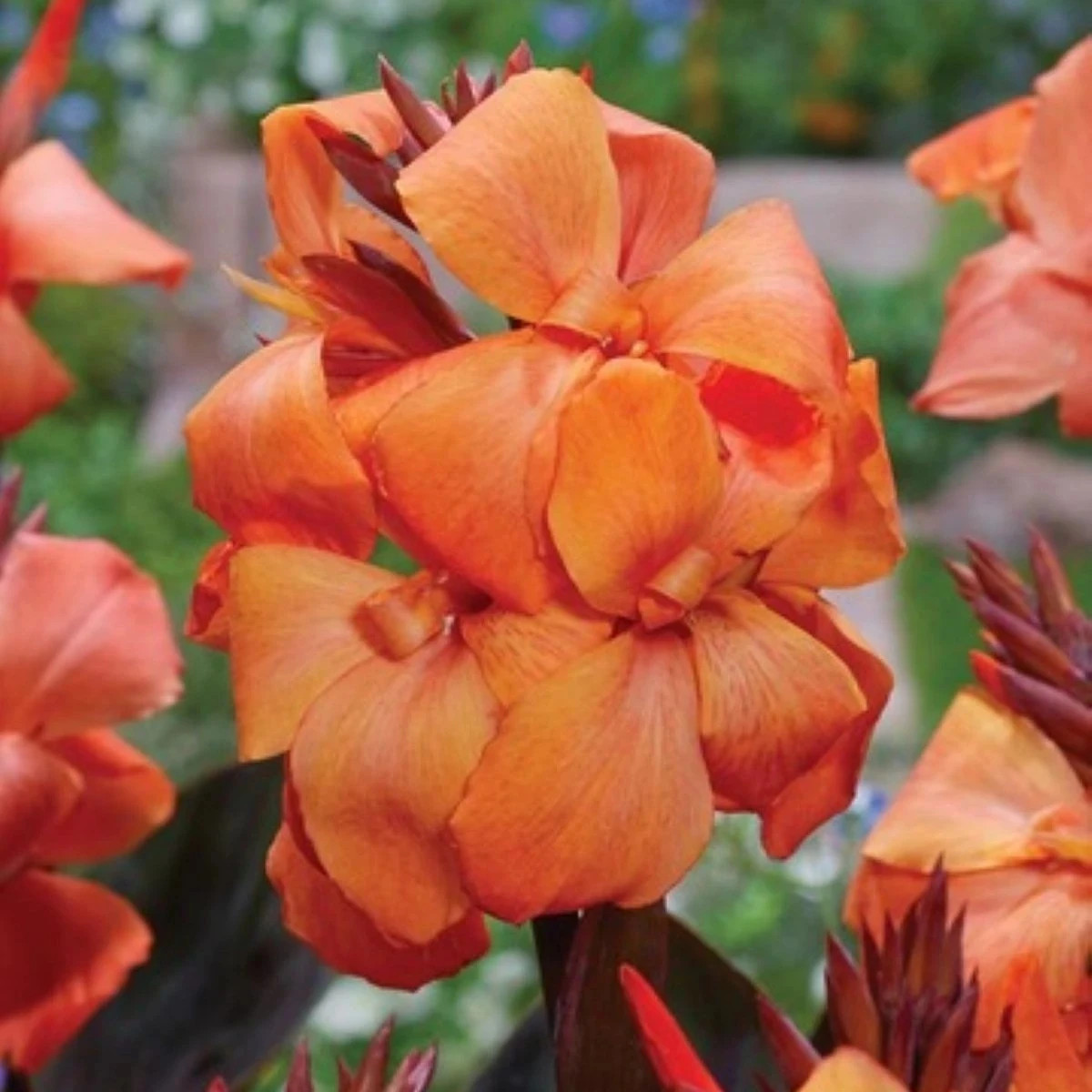 Kana Durban - Canna - hľuzy kany - 1 ks
