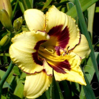 Ľaliovka El Desperado - Hemerocallis - hľuzy ľaliovky - 1 ks