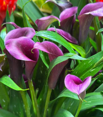 Kala Purple Sensation - Zantedeschia - hľuzy kaly - 1 ks