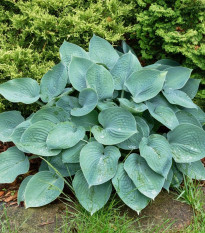 Funkia - Hosta Blue Angel - hľuzy funkií - 1 ks