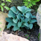 Funkia - Hosta Mouse Ears - hľuzy funkií - 1 ks