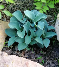 Funkia - Hosta Mouse Ears - hľuzy funkií - 1 ks