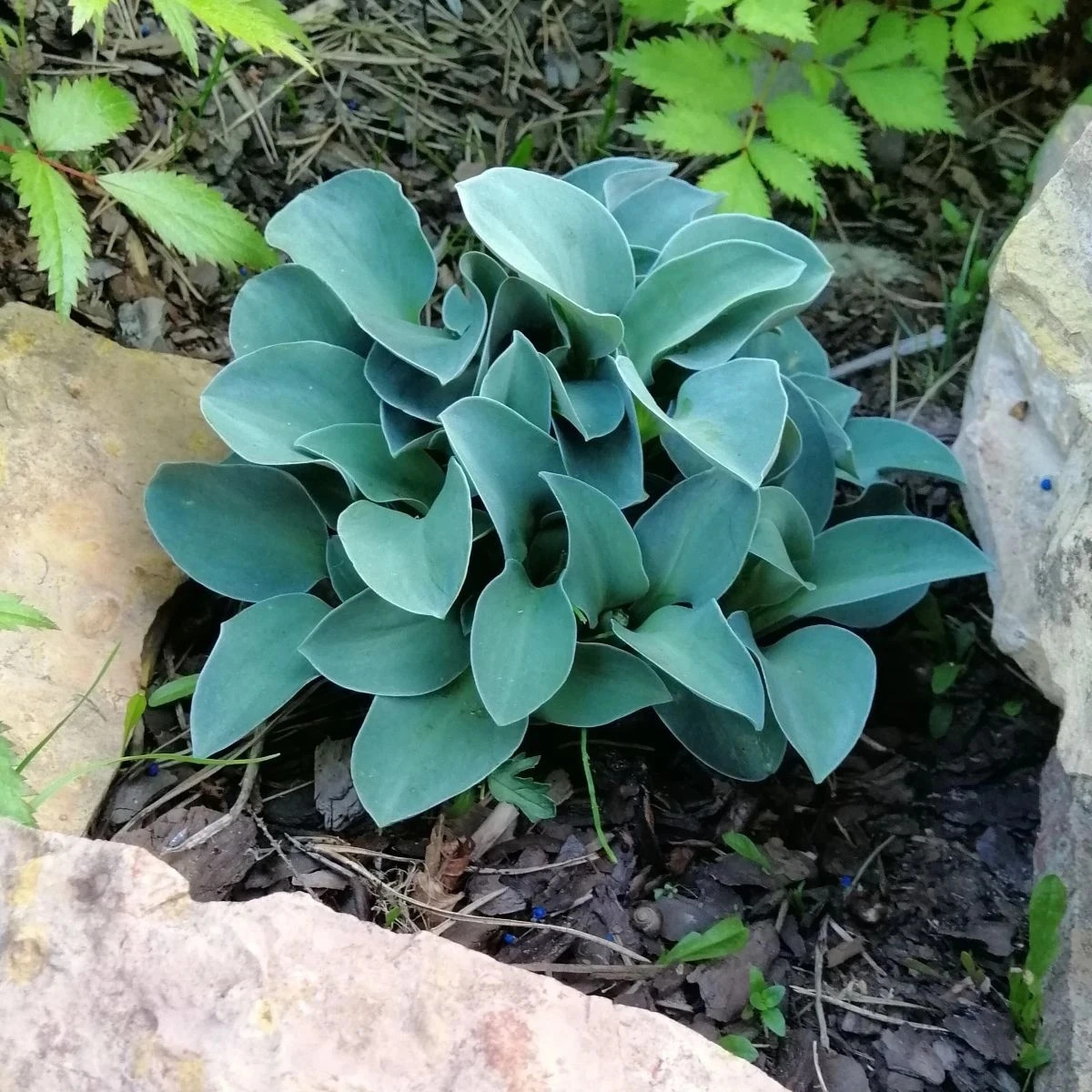 Funkia - Hosta Mouse Ears - hľuzy funkií - 1 ks