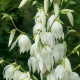 Juka vláknitá - Yucca filamentosa - hľuza juky - 1 ks
