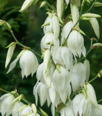 Juka vláknitá - Yucca filamentosa - hľuza juky - 1 ks