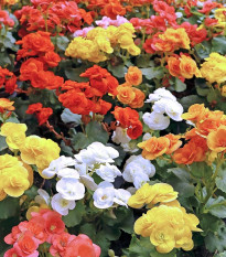 Zmes begónií - Begonia mix - hľuzy begónie - 10 ks