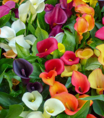 Zmes kál - Zantedeschia mix - hľuzy kaly - 5 ks
