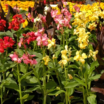 Zmes kán - Canna mix - hľuzy kany - 5 ks