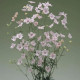 Stračonôžka Jennys Pearl F1 Pink - Delphinium grandiflorum - osivo stračonôžky - 10 ks