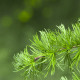 Smrekovec Gmelinov - Larix gmelinii - semiačka - 10 ks