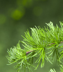 Smrekovec Gmelinov - Larix gmelinii - semiačka - 10 ks