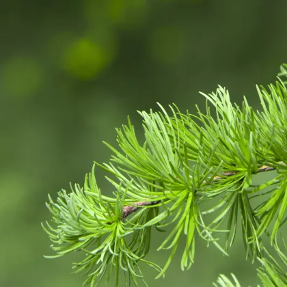 Smrekovec Gmelinov - Larix gmelinii - semiačka - 10 ks
