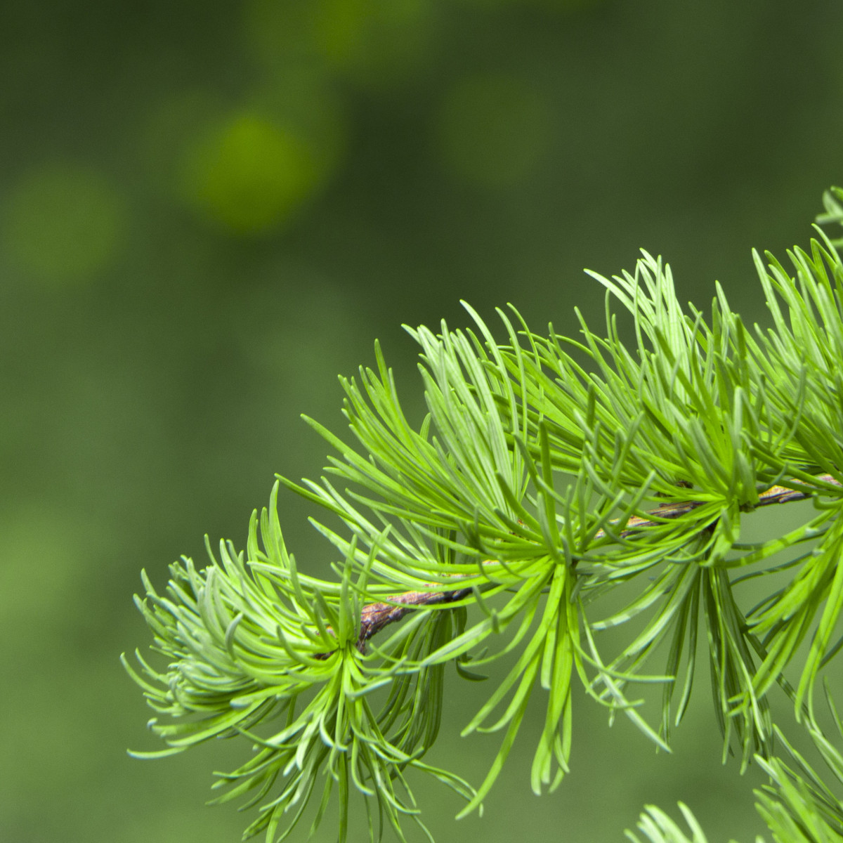Smrekovec Gmelinov - Larix gmelinii - semiačka - 10 ks