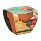 Buzzy Grow Gifts - Minisada na pestovanie chilli papriky - Pieterpik - 1 ks