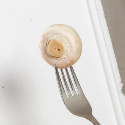 Mini Champ - sada pre domáce pestovanie bielych šampiňónov - Agaricus bisporus - sadivo - 1 ks