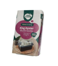 Mini Champ - súprava na domáce pestovanie hlivy kráľovskej - Pleurotus eryngii - sadba - 1 ks