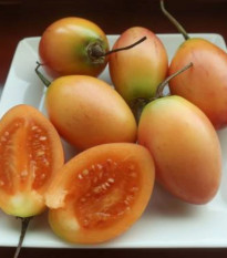 Paradajkový strom žltý Tamarillo - Cyphomandra betacea - osivo paradajkového stromu - 5 ks