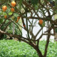 Paradajkový strom žltý Tamarillo - Cyphomandra betacea - osivo paradajkového stromu - 5 ks