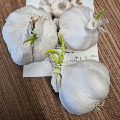 Sadbový cesnak Flavor - Allium sativum - nepaličák - predaj cibulí cesnaku - 3 ks