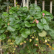 Jahody stáleplodiace Frisan F1 - Fragaria ananassa - osivo jahody - 10 ks