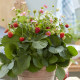 Jahody stáleplodiace Queeny F1 - Fragaria ananassa - osivo jahody - 10 ks