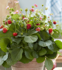 Jahody stáleplodiace Queeny F1 - Fragaria ananassa - osivo jahody - 10 ks