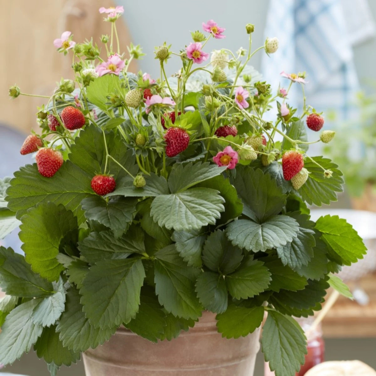 Jahody stáleplodiace Queeny F1 - Fragaria ananassa - osivo jahody - 10 ks