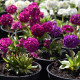 Prvosienka zúbkatá - zmes farieb - Primula denticulata - osivo prvosienky - 20 ks
