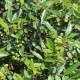 Sečuánske korenie - Zanthoxylum armatum - osivo korenia - 5 ks