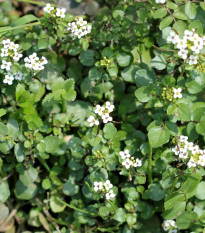 BIO Potočnica lekárska - Nasturtium officinale - osivo potočnica - 100 ks