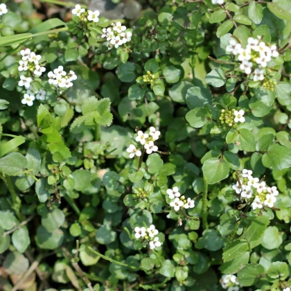 BIO Potočnica lekárska - Nasturtium officinale - osivo potočnica - 100 ks
