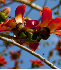 Bombax ceiba - semiačka - 6 ks