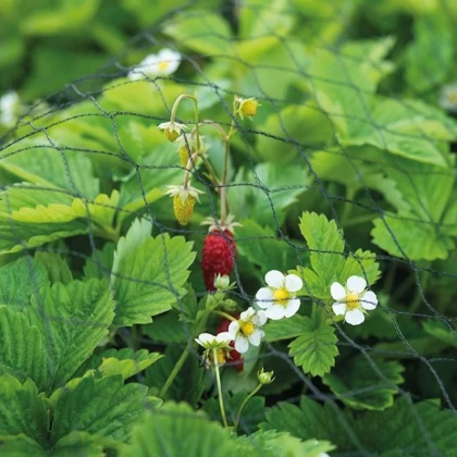 Buzzy - Ochranná sieť proti vtákom - pestovateľské pomôcky - Pieterpik - 2 x 5 m - 1 ks