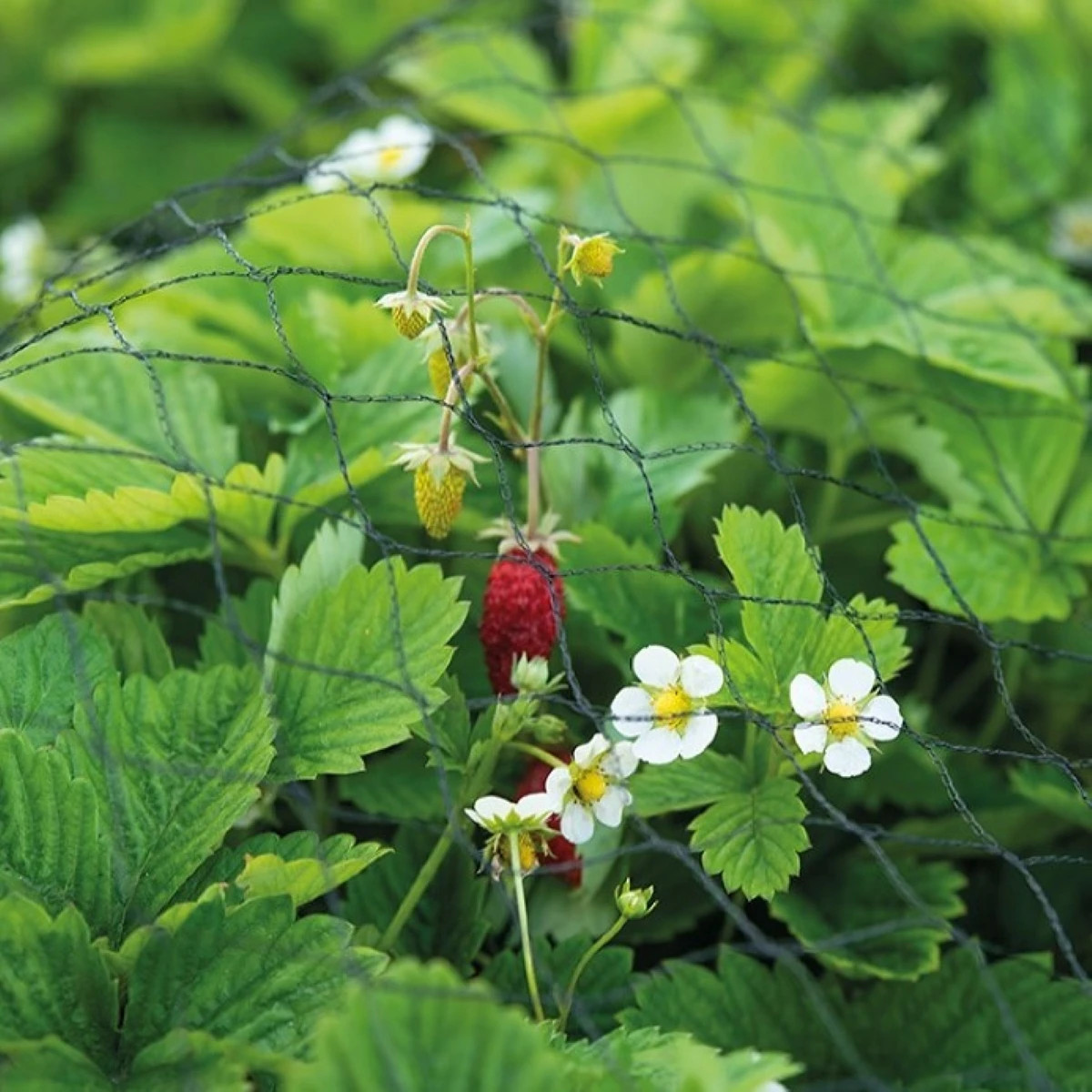 Buzzy - Ochranná sieť proti vtákom - pestovateľské pomôcky - Pieterpik - 2 x 5 m - 1 ks