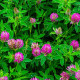 Ďatelina alpínska - Trifolium alpestre - osivo ďateliny - 100 ks