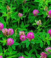 Ďatelina alpínska - Trifolium alpestre - osivo ďateliny - 100 ks