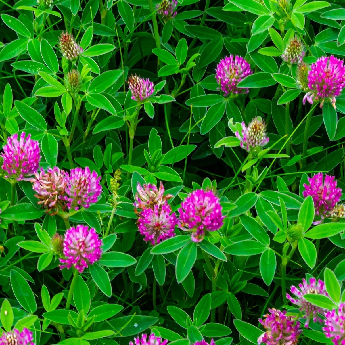 Ďatelina alpínska - Trifolium alpestre - osivo ďateliny - 100 ks
