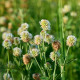 Ďatelina horská - Trifolium montanum - osivo ďateliny - 100 ks