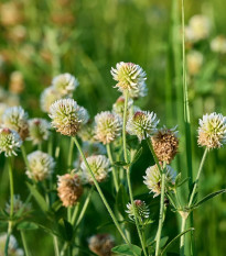 Ďatelina horská - Trifolium montanum - osivo ďateliny - 100 ks