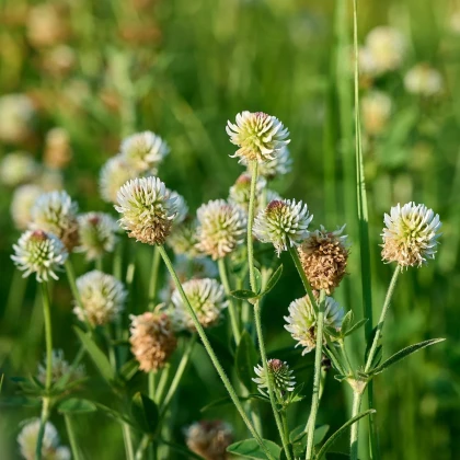 Ďatelina horská - Trifolium montanum - osivo ďateliny - 100 ks
