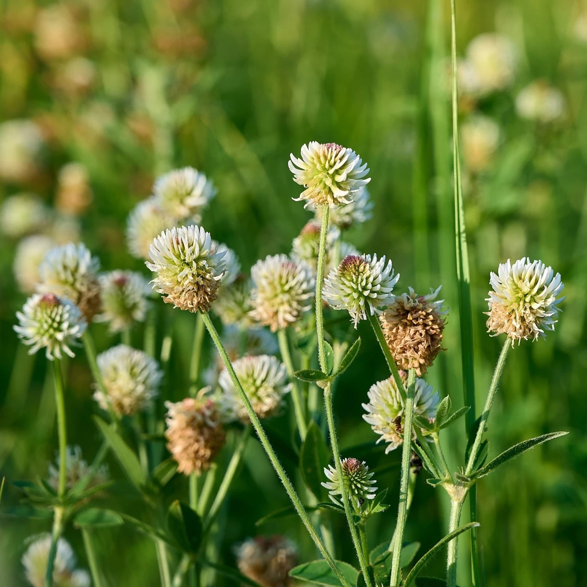 Ďatelina horská - Trifolium montanum - osivo ďateliny - 100 ks