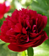 Pivónia Red Sarah Bernhardt - Paeonia lactiflora - predaj cibuľovín - 1 ks