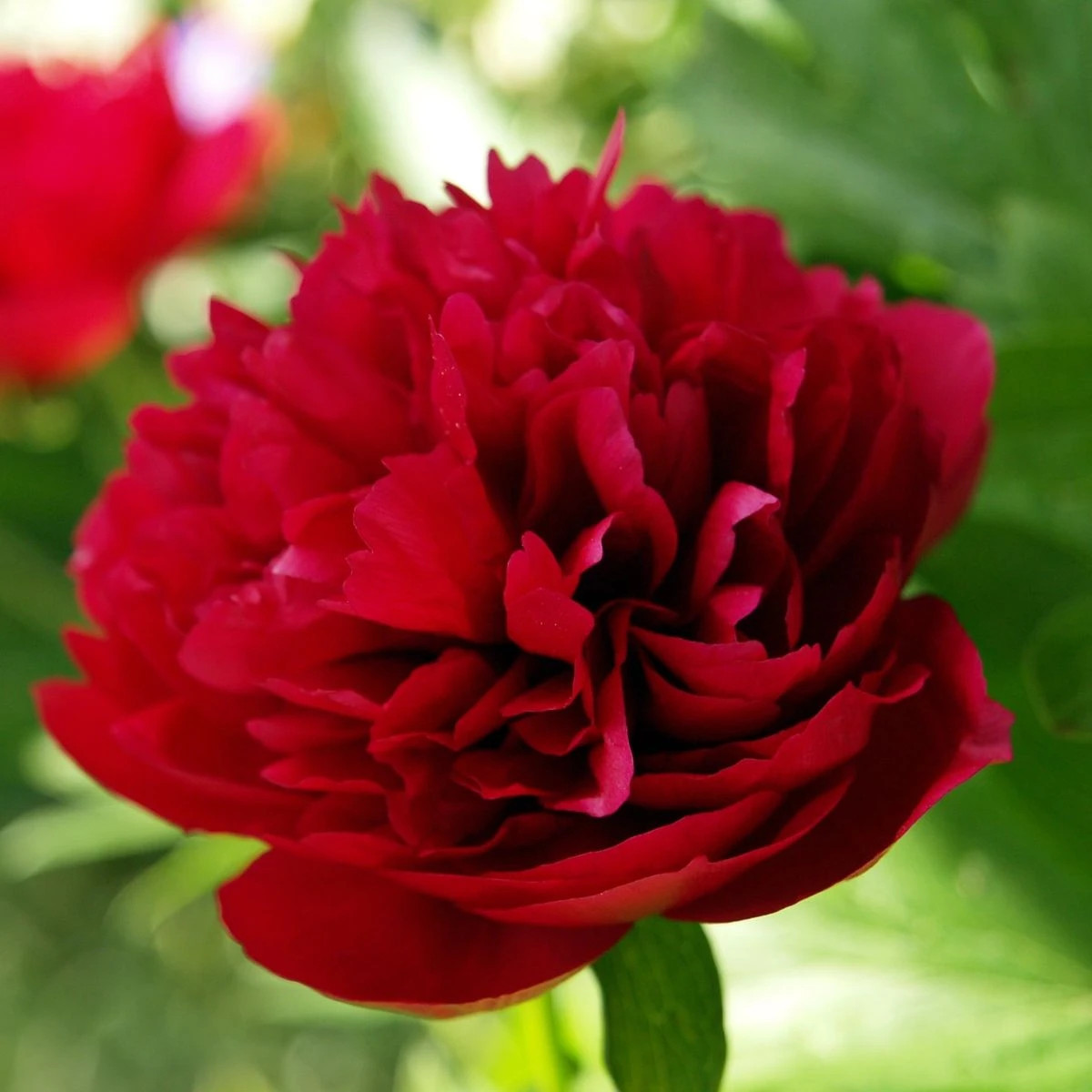 Pivónia Red Sarah Bernhardt - Paeonia lactiflora - predaj cibuľovín - 1 ks